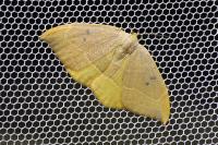Watsonalla binaria