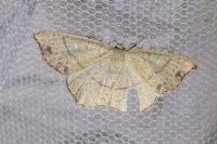 Cyclophora punctaria