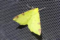 Opisthograptis luteolata
