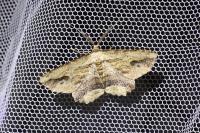 Menophra abruptaria