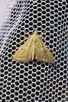 Endotricha flammealis