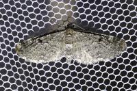 Eupithecia virgaureata