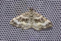 Epirrhoe alternata