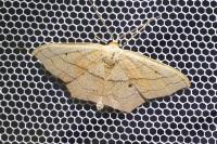 Scopula imitaria
