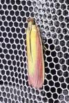 Oncocera semirubella