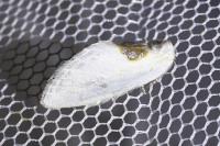 Cilix glaucata/hispanica