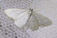 Idaea subsericeata