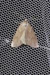 Pachycnemia hippocastanaria
