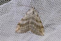 Aplocera efformata