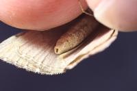 Aplocera efformata