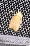 Carcina quercana