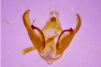Depressaria daucella