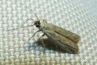 Phycitodes inquinatella