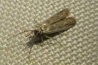 Phycitodes inquinatella