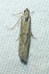 Homoeosoma nebulellum