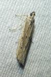 Homoeosoma nebulellum