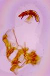 Acleris ferrugana/notana