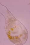 Ephestia woodiella