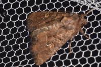 Mesapamea secalella
