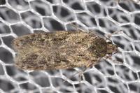 Gelechia muscosella