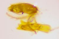 Aproaerema larseniella