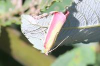 Oncocera semirubella