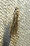 Phycitodes