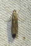 Phycitodes