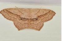 Scopula imitaria