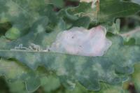 Acrocercops brongniardella
