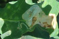Acrocercops brongniardella