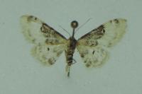 Idaea filicata