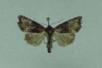 Mesoligia furuncula