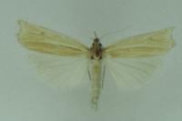Ancylolomia tentaculella