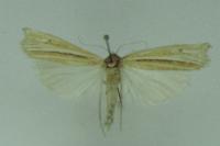 Ancylolomia tentaculella