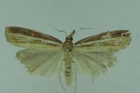 Agriphila tristella