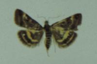 Pyrausta despicata