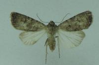 Caradrina clavipalpis