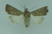 Hoplodrina ambigua