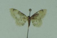 Idaea filicata