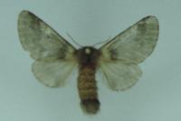 Thaumetopoea processionea