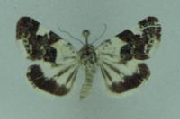 Acontia lucida