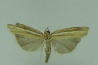 Agriphila tristella