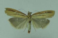 Agriphila tristella