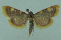 Hypsopygia costalis