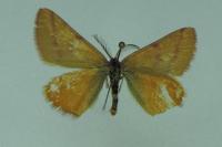 Lythria purpuraria