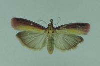 Oncocera semirubella