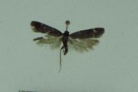 Aproaerema anthyllidella