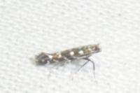 Parectopa ononidis