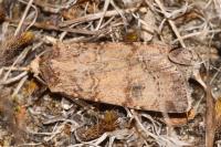 Agrotis trux
